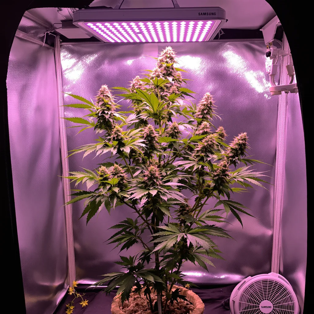 $100 OG 50% indica / 50% sativa flower with visible trichomes