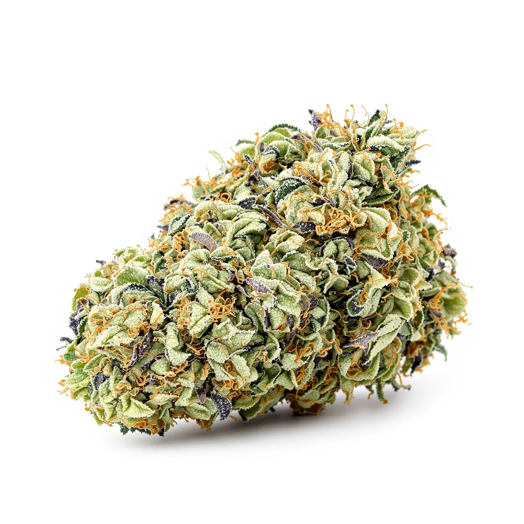 13 Dawgs cannabis plant in flowering stage — 120-180 cm feminised