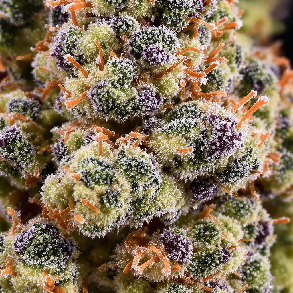 24k Gold cannabis bud close-up showing balanced bud structure with frosted trichomes