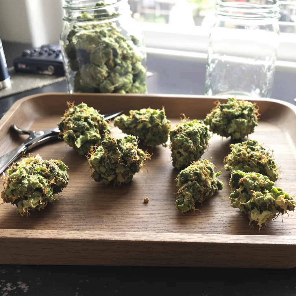 3 Kings 13% indica / 87% sativa flower with visible trichomes