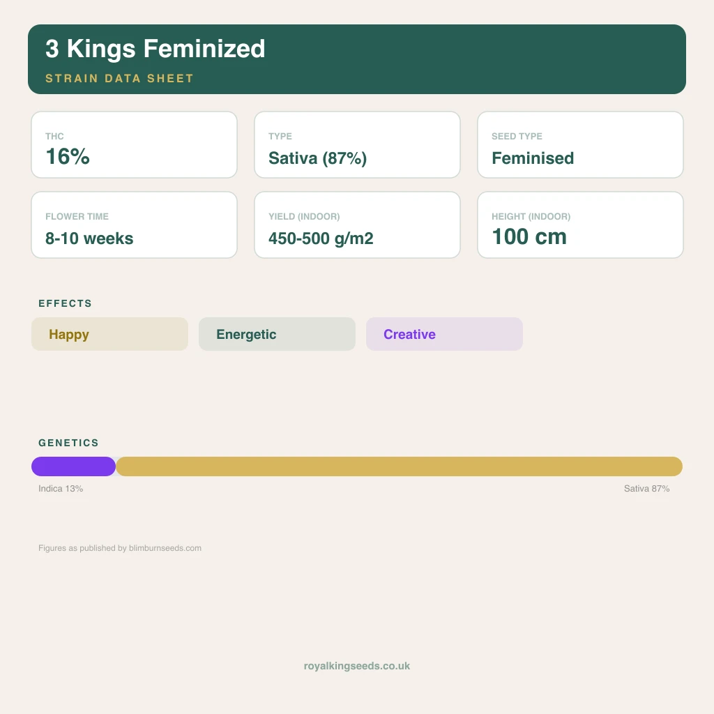 3 Kings 13% indica / 87% sativa flower with visible trichomes