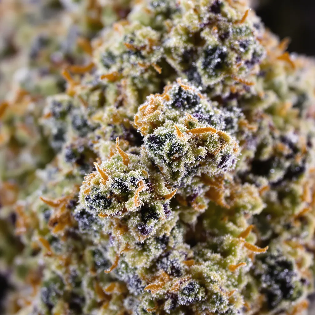 303 OG cannabis bud close-up showing balanced bud structure with frosted trichomes