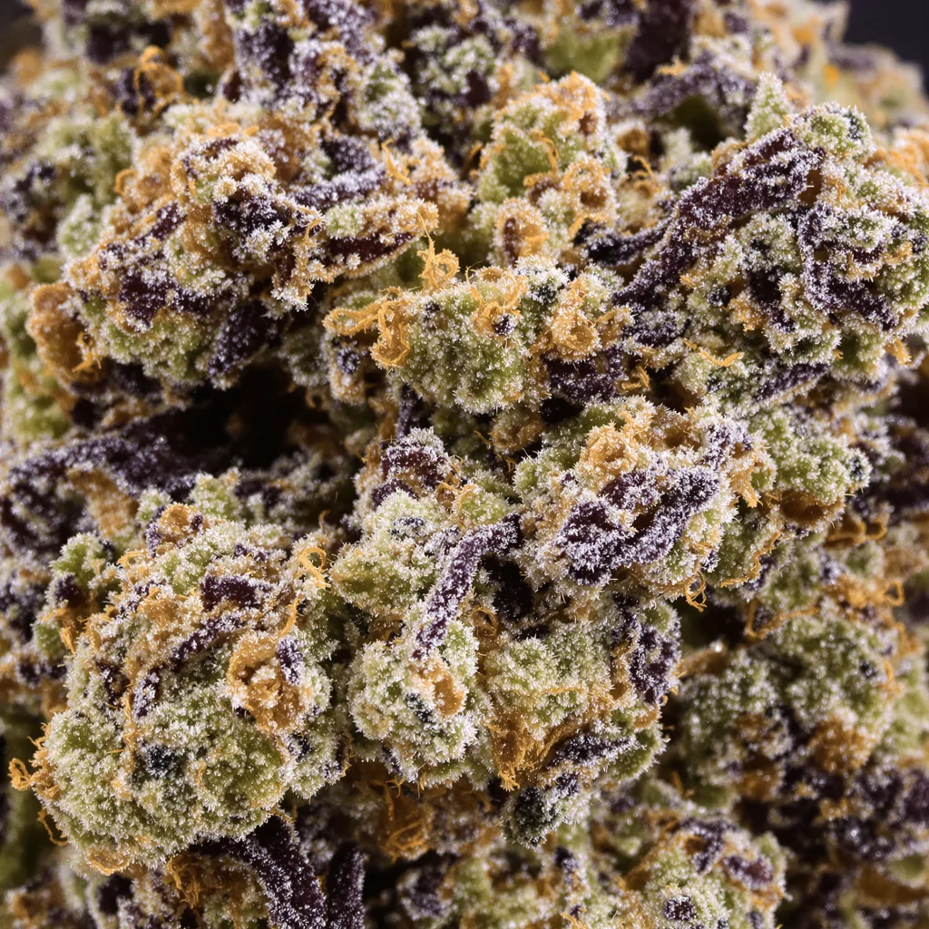 41 Cherries cannabis bud close-up showing dense purple-tinged calyxes