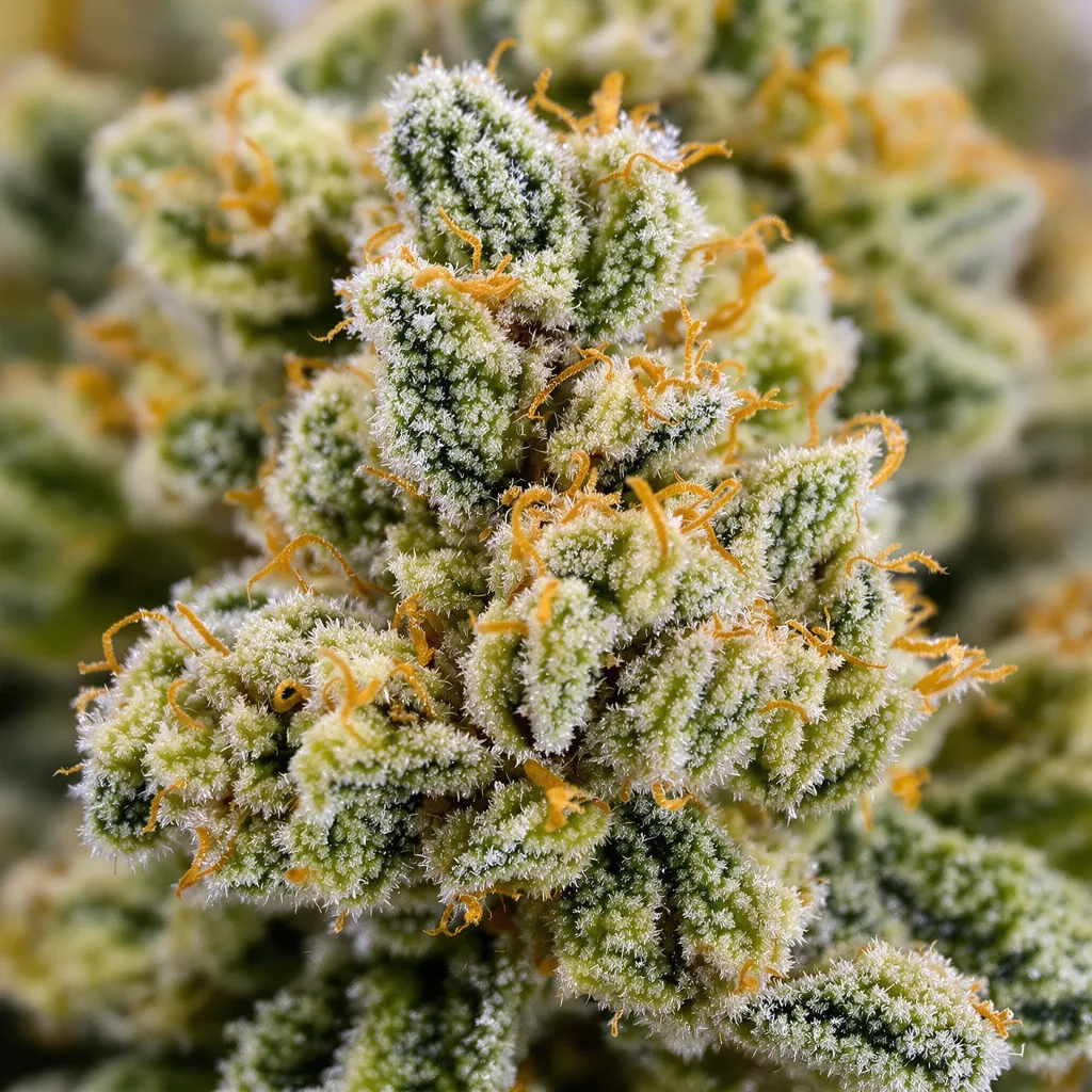 5 Alive cannabis bud close-up showing lime-green airy structure
