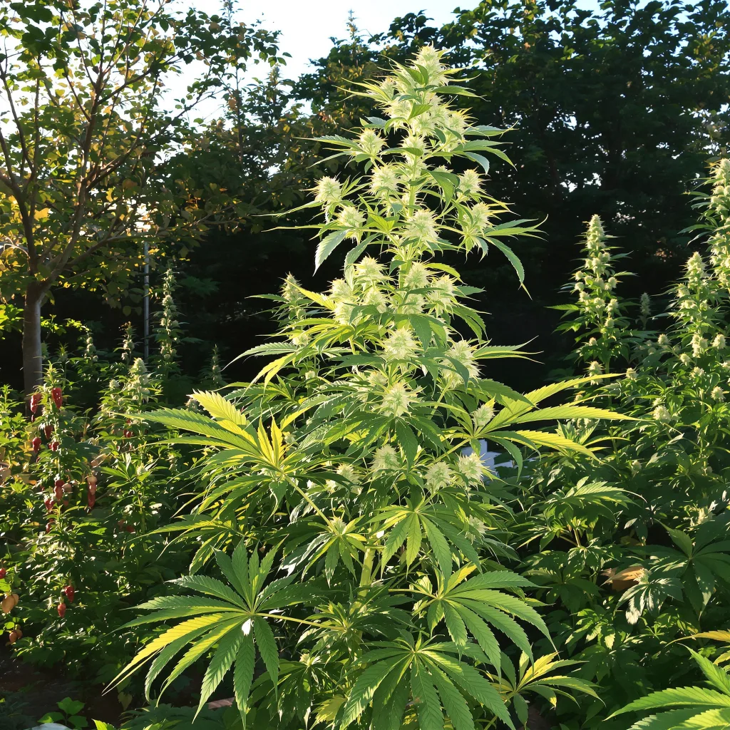5 Alive 18% indica / 82% sativa flower with visible trichomes