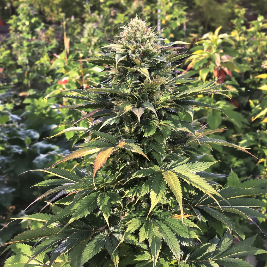 501st OG 74% indica / 26% sativa flower with visible trichomes