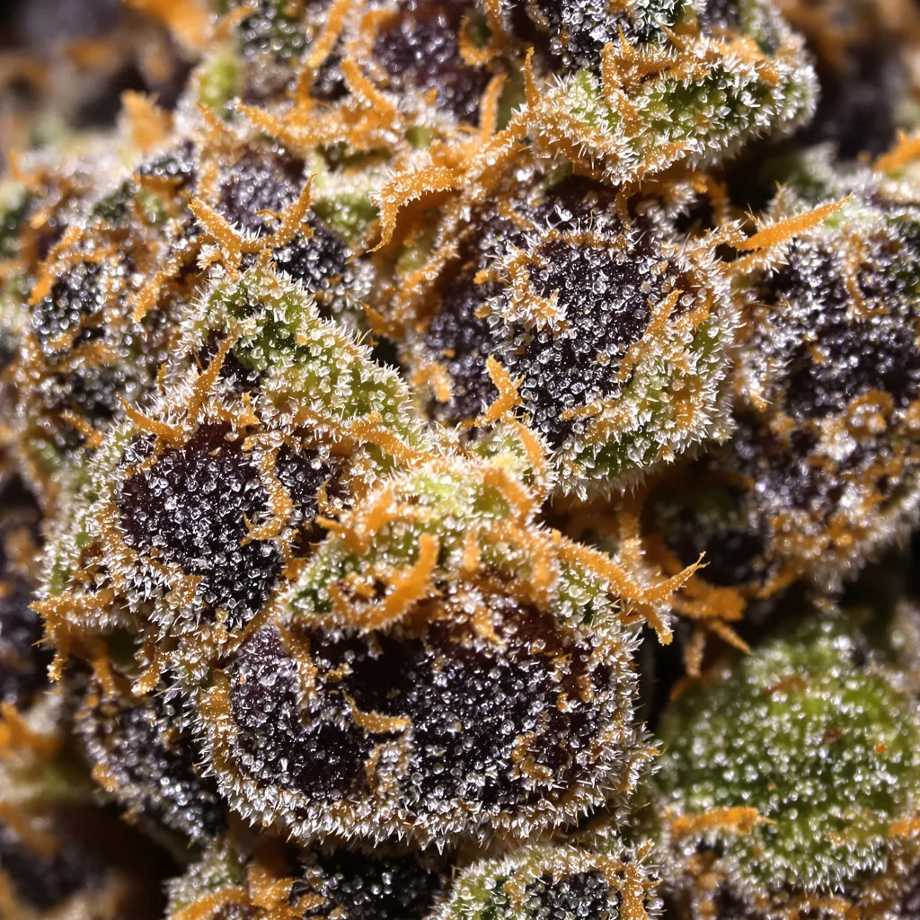 5th Element cannabis bud close-up showing dense purple-tinged calyxes