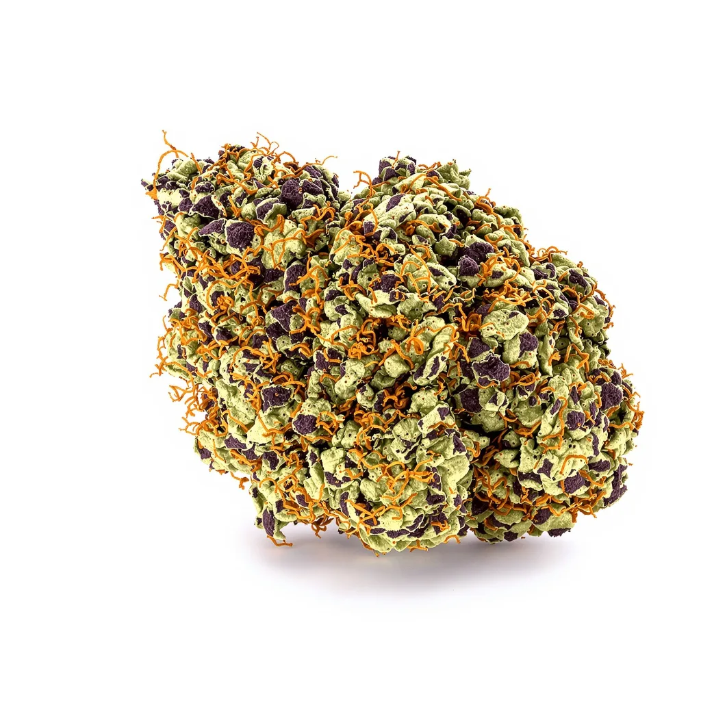 5th Element cannabis plant in flowering stage — 60-100 cm autoflower