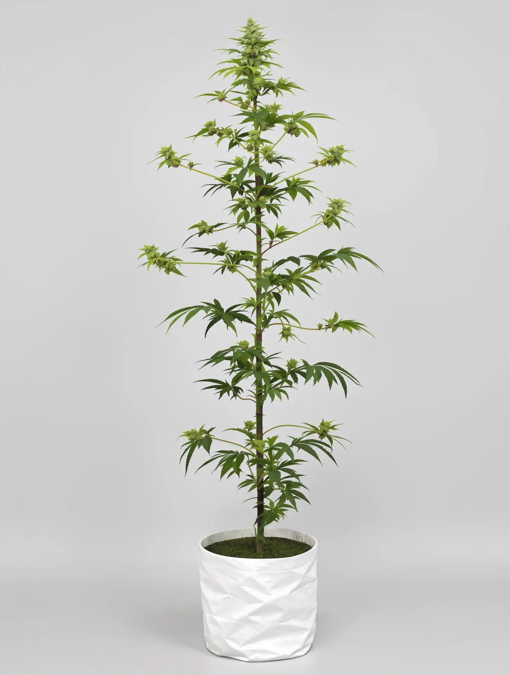 707 Headband cannabis seeds packaging — Royal King Seeds UK