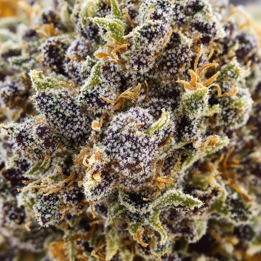 A-10 cannabis bud close-up showing dense purple-tinged calyxes