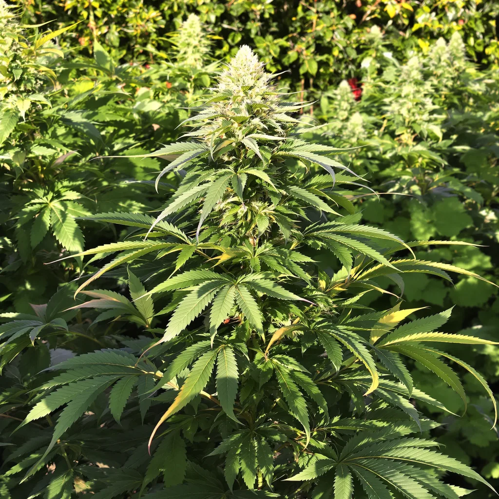 A-Train 79% indica / 21% sativa flower with visible trichomes