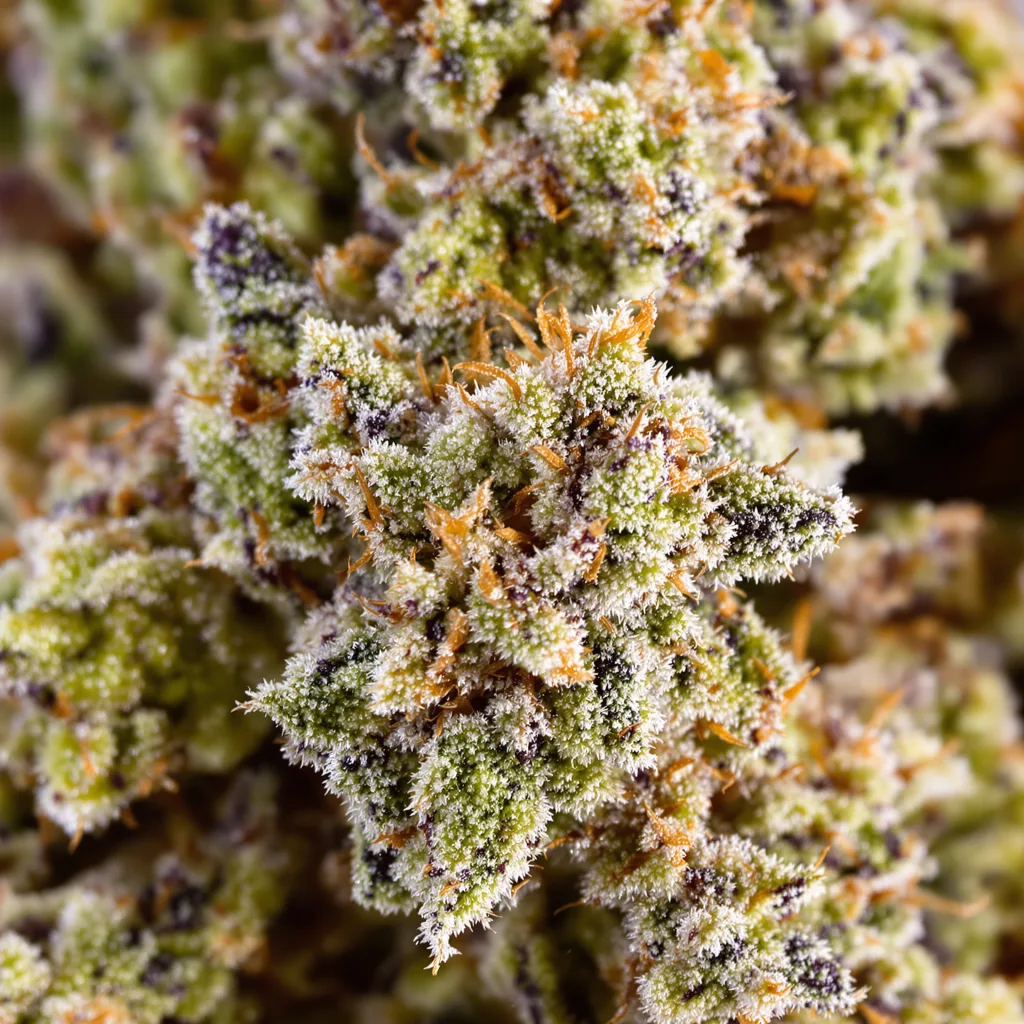 Aberdeen cannabis bud close-up showing open-bud structure with orange pistils