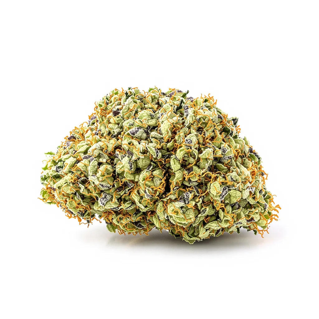 Aberdeen cannabis plant in flowering stage — 120-180 cm feminised