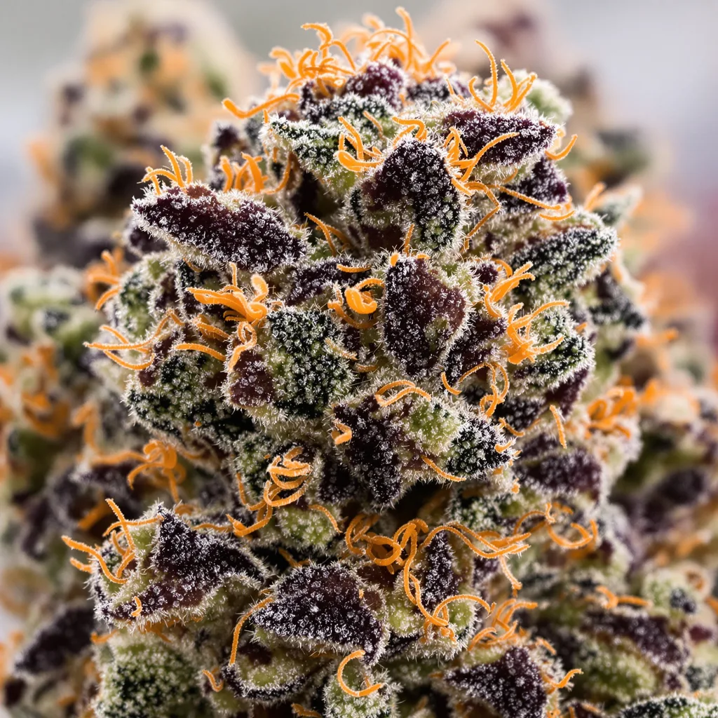 Abusive OG cannabis bud close-up showing dense purple-tinged calyxes