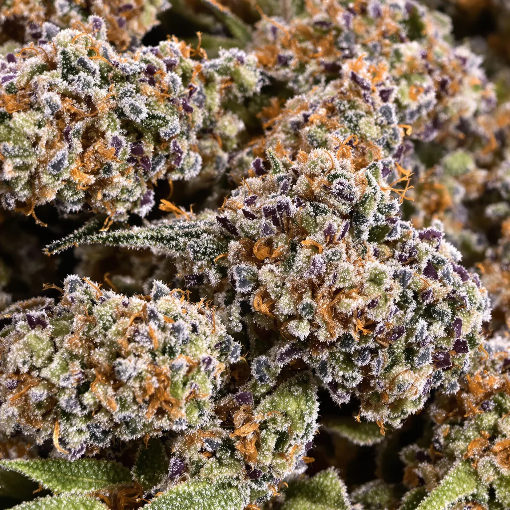 Abusive OG cannabis bud close-up showing dense purple-tinged calyxes