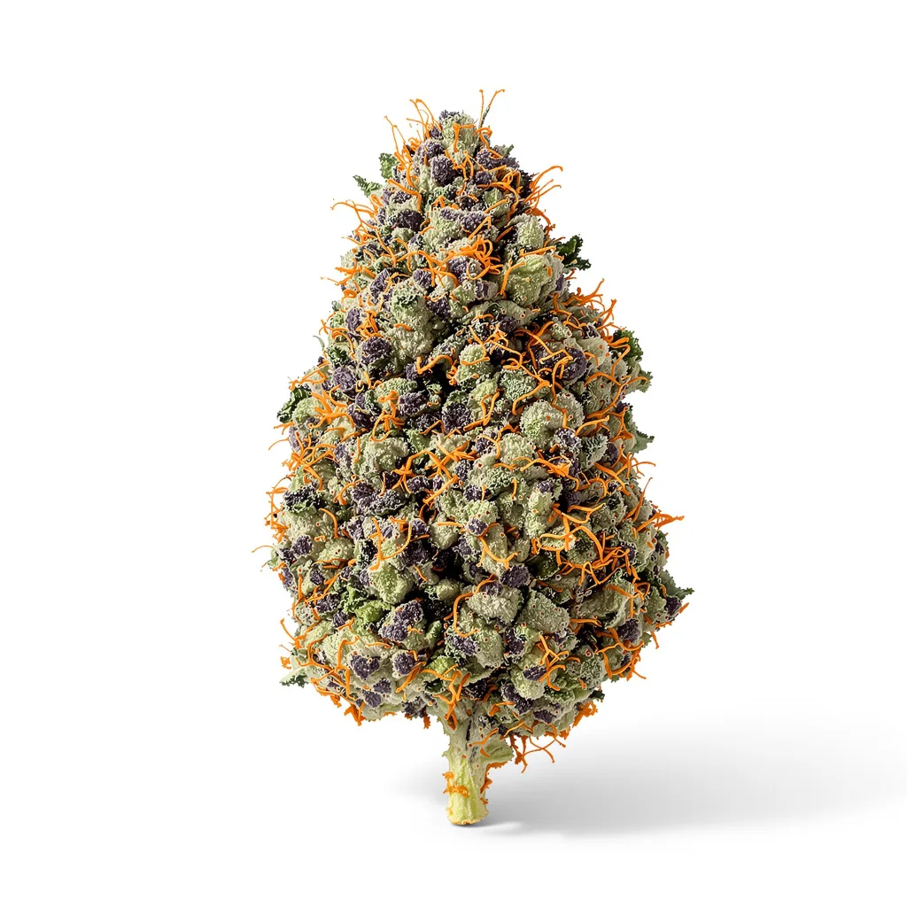 Abusive OG cannabis plant in flowering stage — 90-130 cm feminised