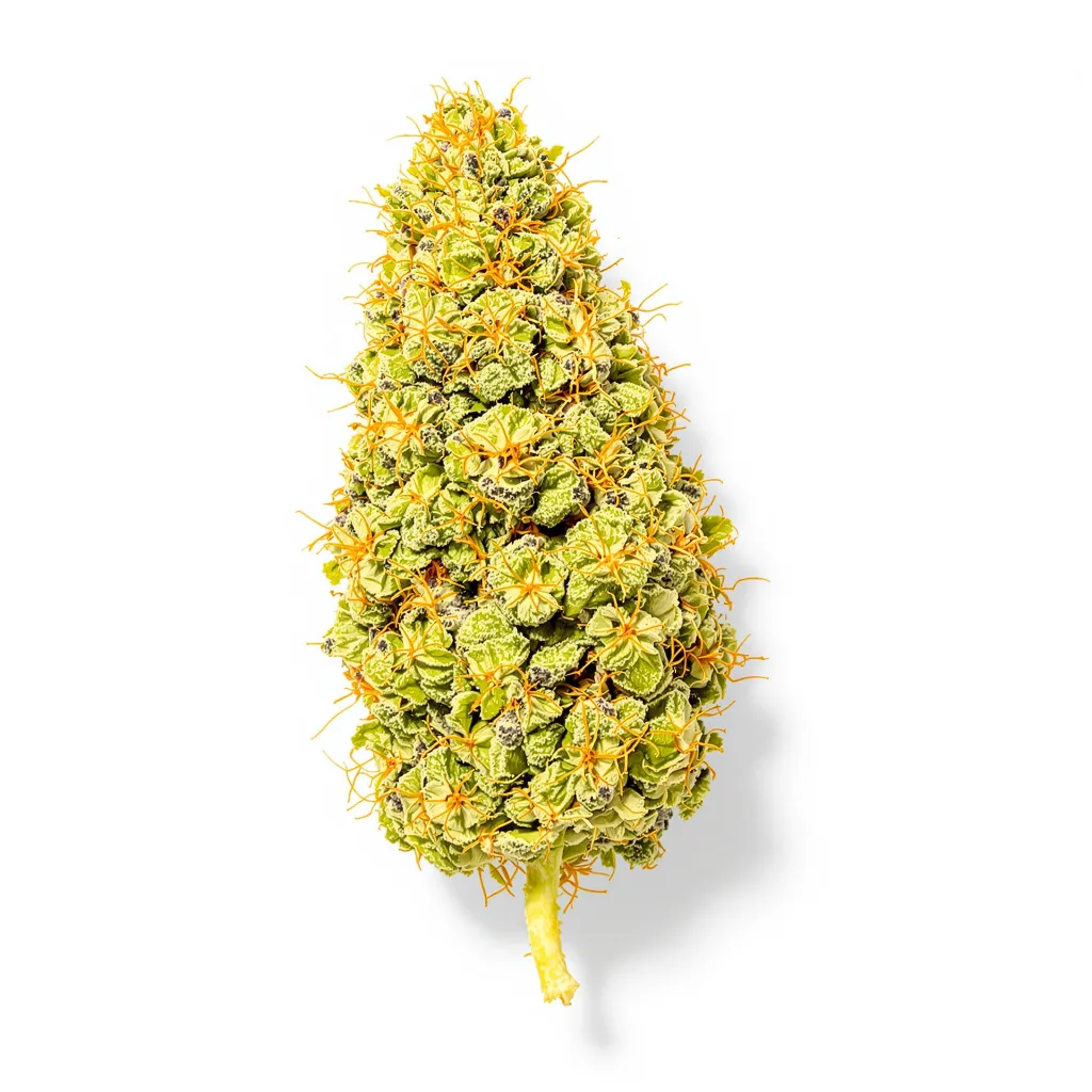 Acapulco Gold cannabis plant in flowering stage — 100-110 cm feminised