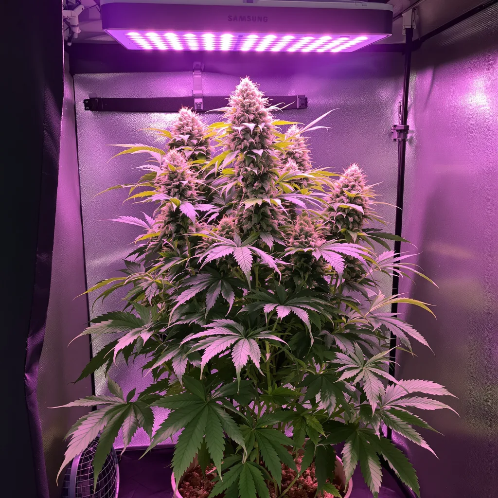 Ace Killer OG 66% indica / 34% sativa flower with visible trichomes