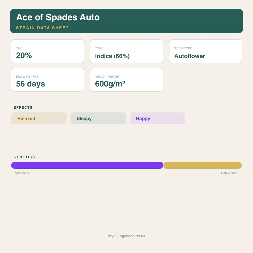 Ace of Spades 66% indica / 34% sativa flower with visible trichomes