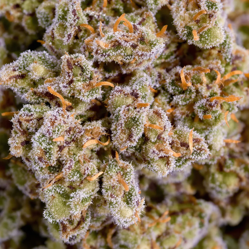 Adios cannabis bud close-up showing balanced bud structure with frosted trichomes
