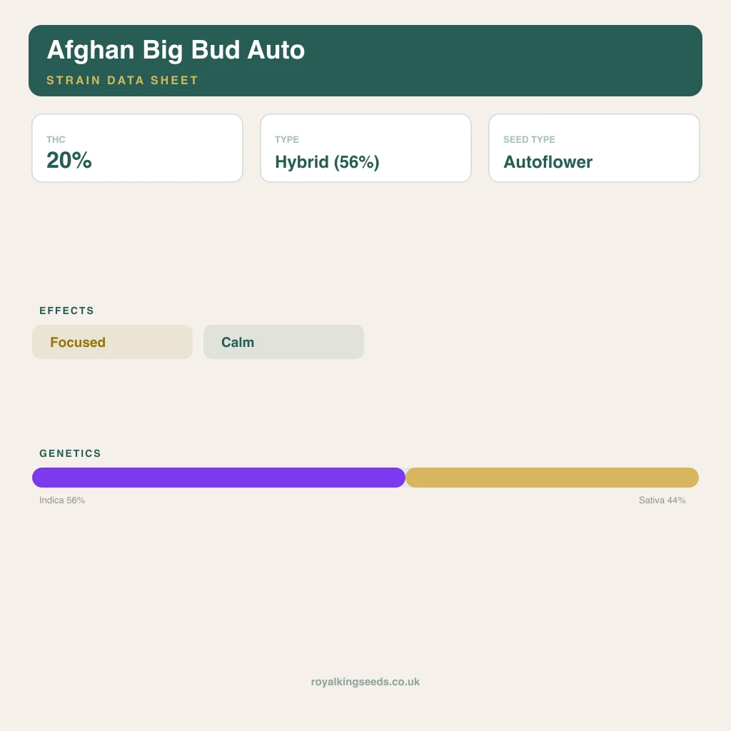 Afghan Big Bud 56% indica / 44% sativa flower with visible trichomes