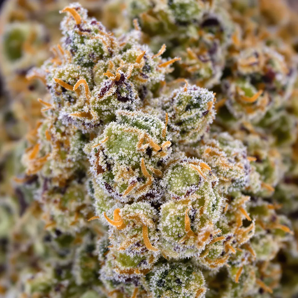Afghan Big Bud cannabis bud close-up showing balanced bud structure with frosted trichomes