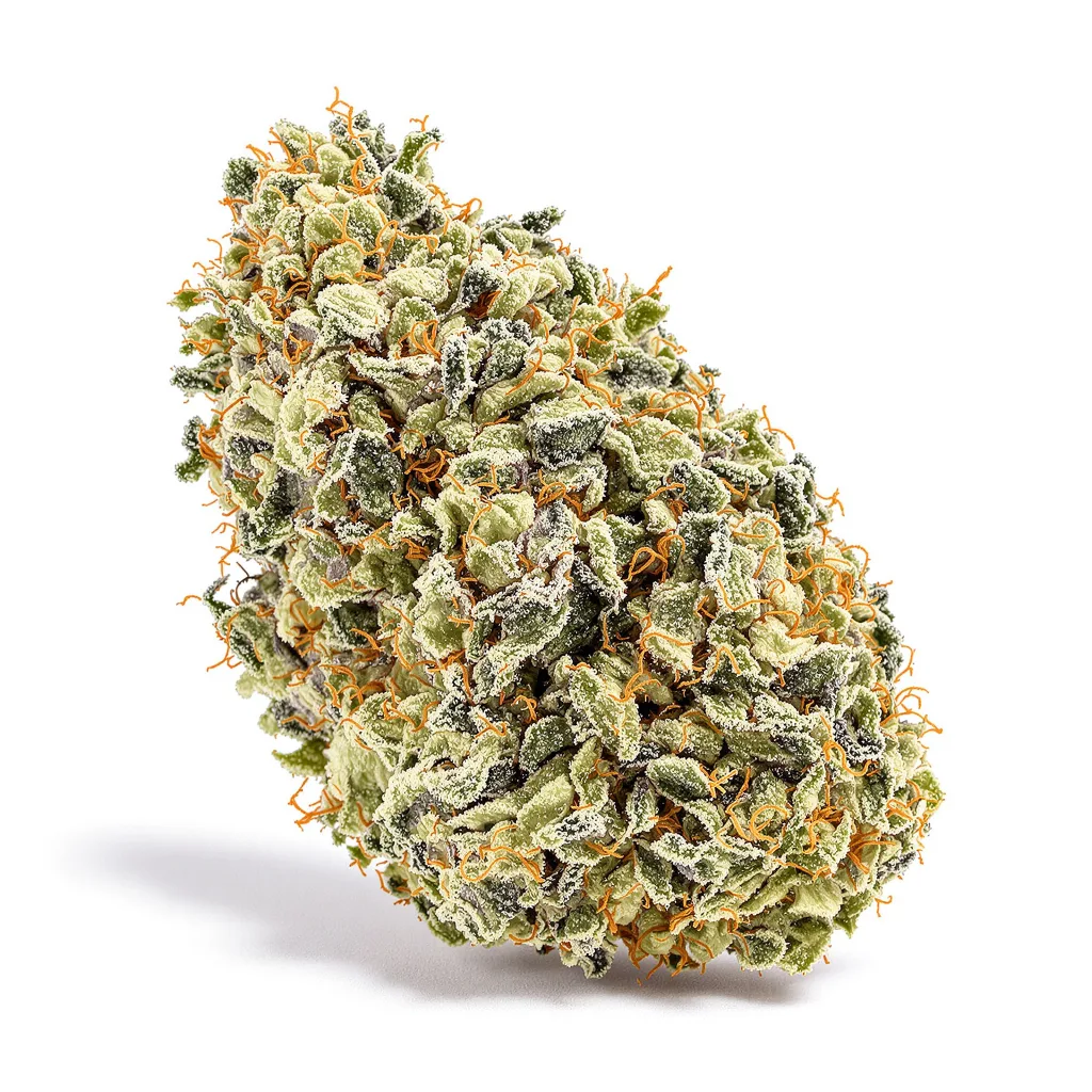 Afghan Big Bud cannabis plant in flowering stage — 60-100 cm autoflower