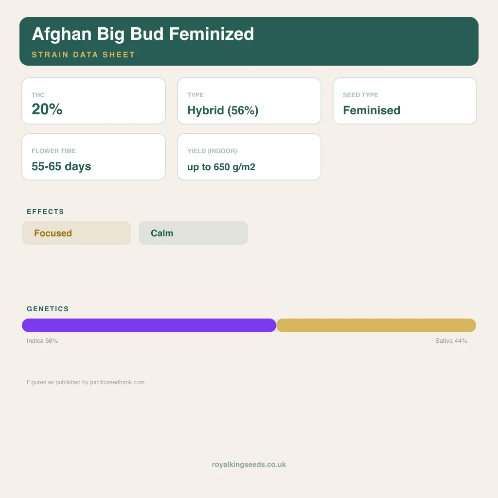 Afghan Big Bud 56% indica / 44% sativa flower with visible trichomes
