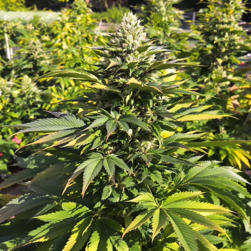 Afghan 70% indica / 30% sativa flower with visible trichomes