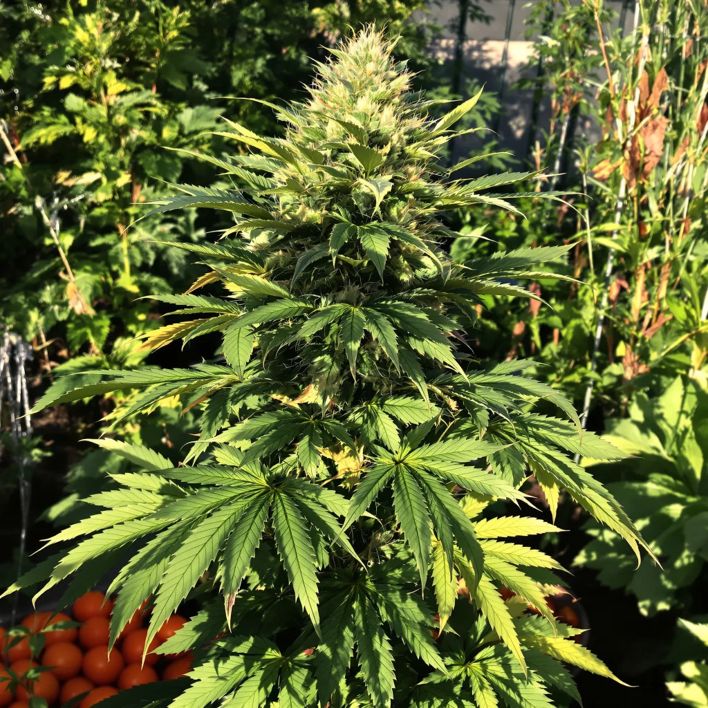 Afghan Skunk 69% indica / 31% sativa flower with visible trichomes