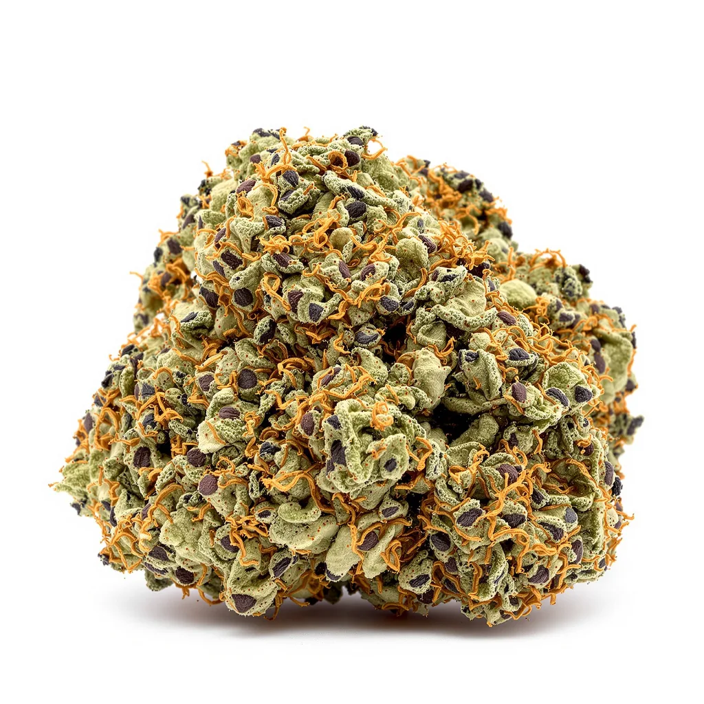 Afghan Skunk cannabis plant in flowering stage — 70-100 cm feminised
