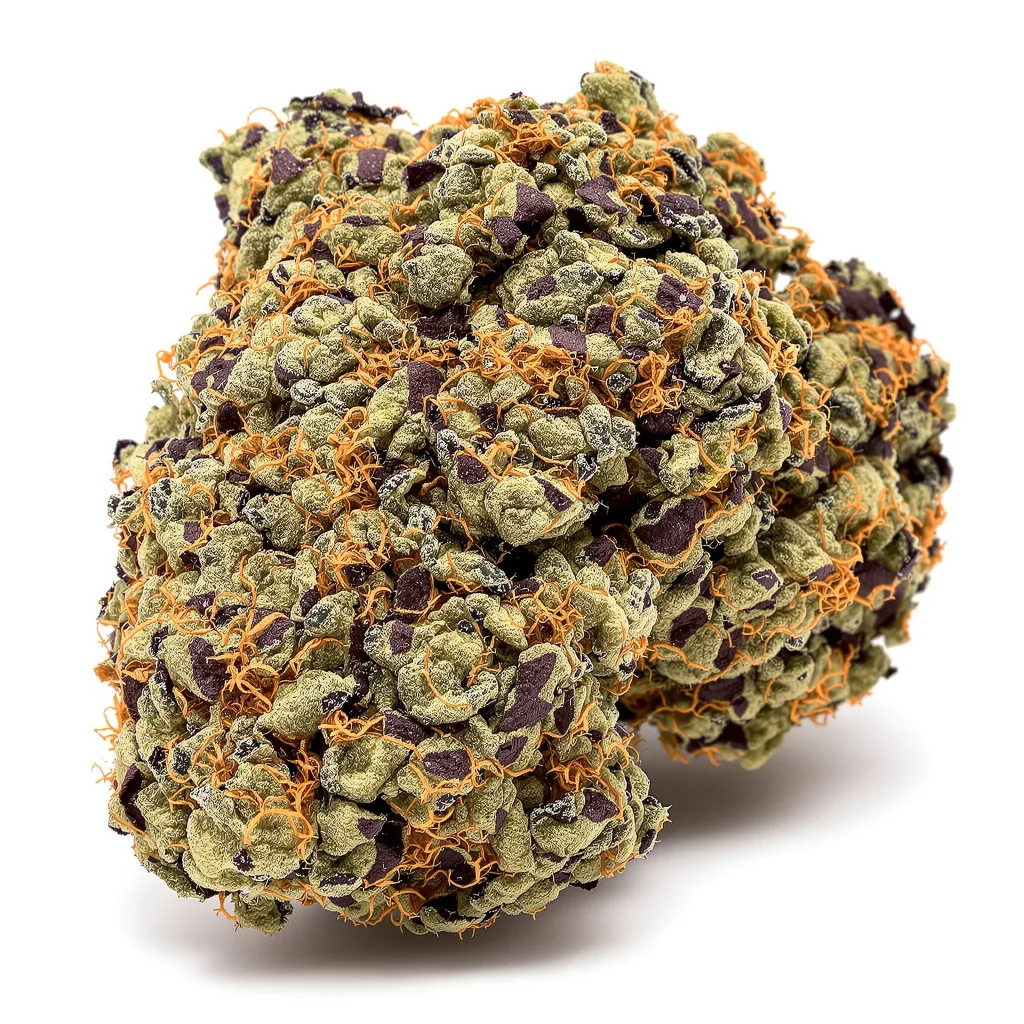 Afghani cannabis plant in flowering stage — 60-100 cm autoflower