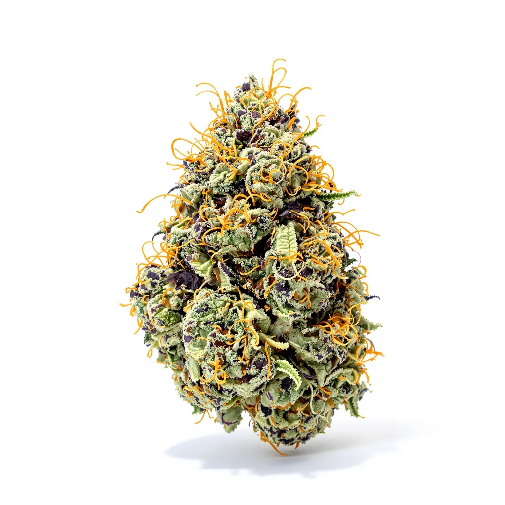 Afghani Bullrider cannabis plant in flowering stage — 60-100 cm autoflower