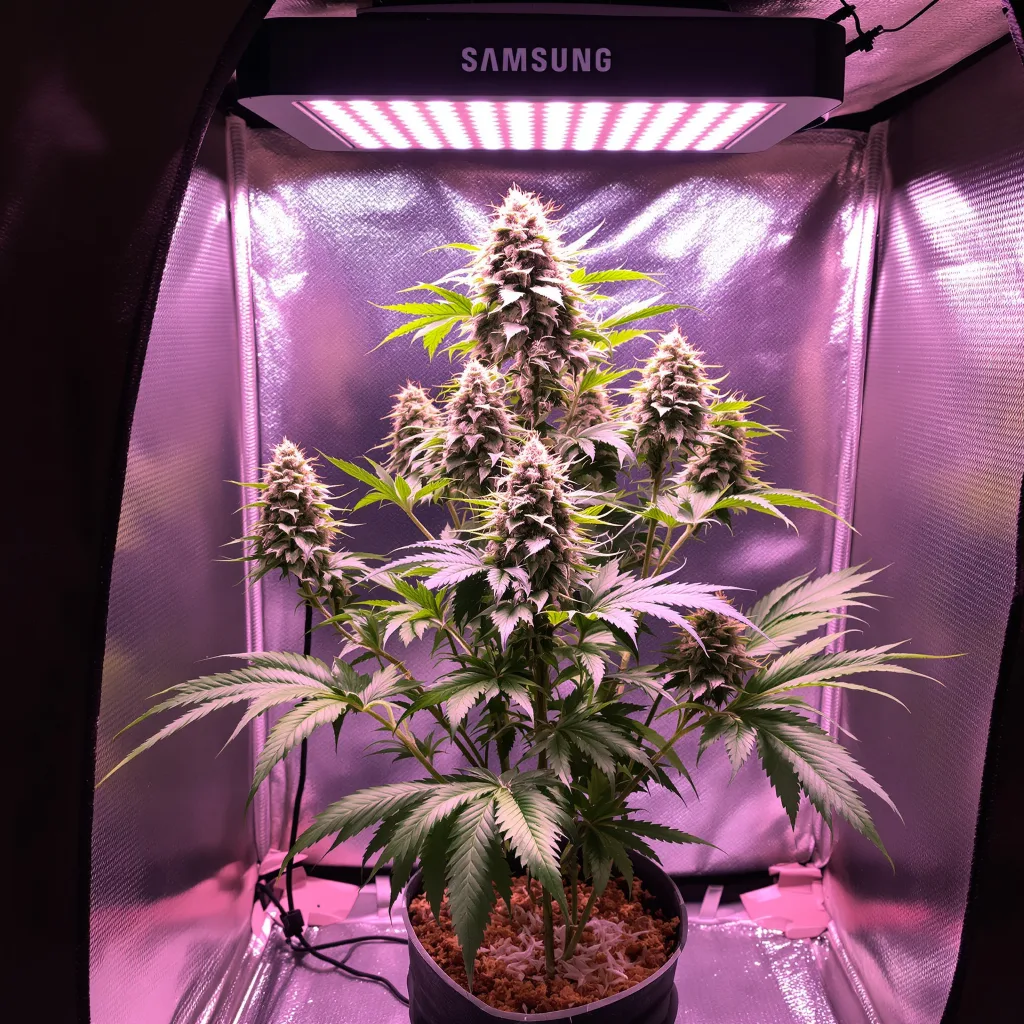 Afpak 74% indica / 26% sativa flower with visible trichomes