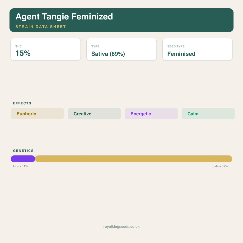 Agent Tangie 11% indica / 89% sativa flower with visible trichomes