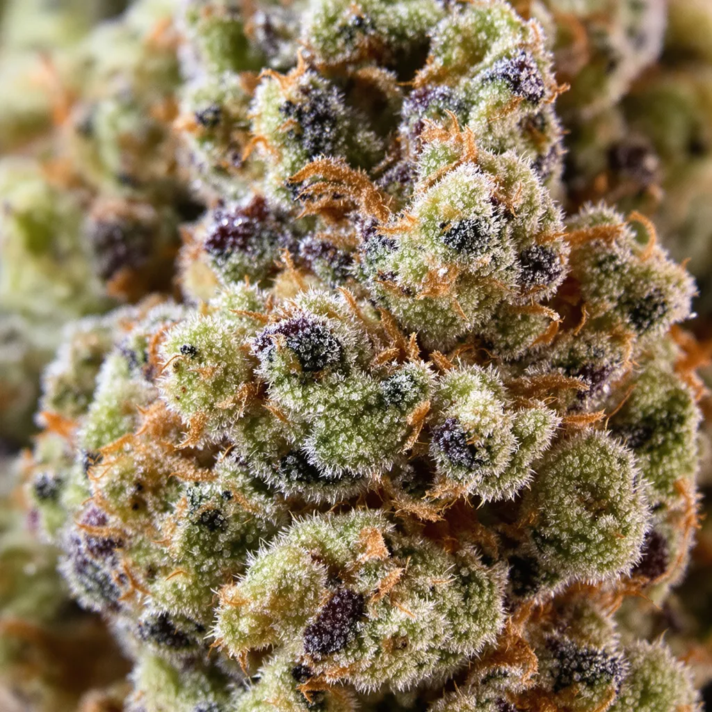 AK-47 cannabis bud close-up showing balanced bud structure with frosted trichomes