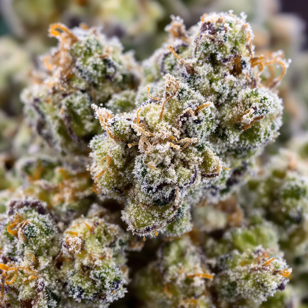 AK-47 cannabis bud close-up showing balanced bud structure with frosted trichomes
