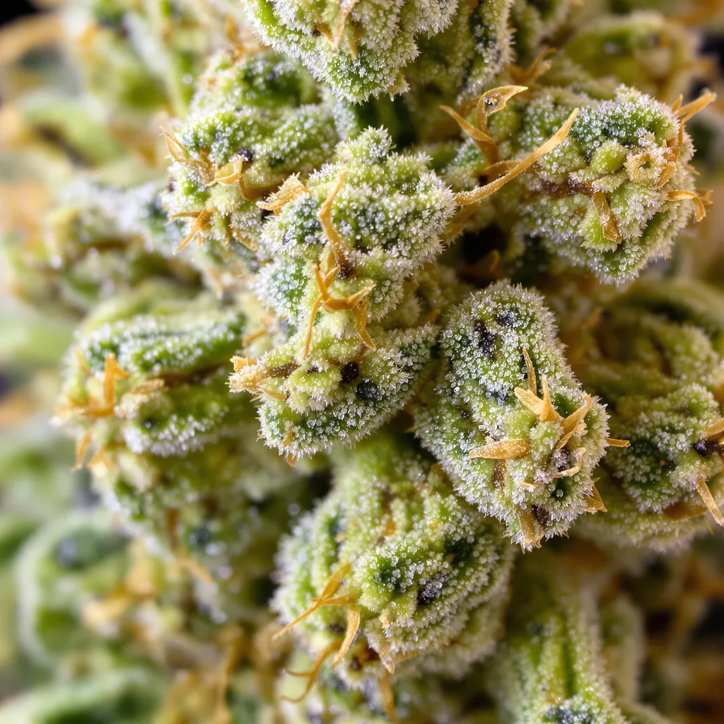 AK cannabis bud close-up showing lime-green airy structure