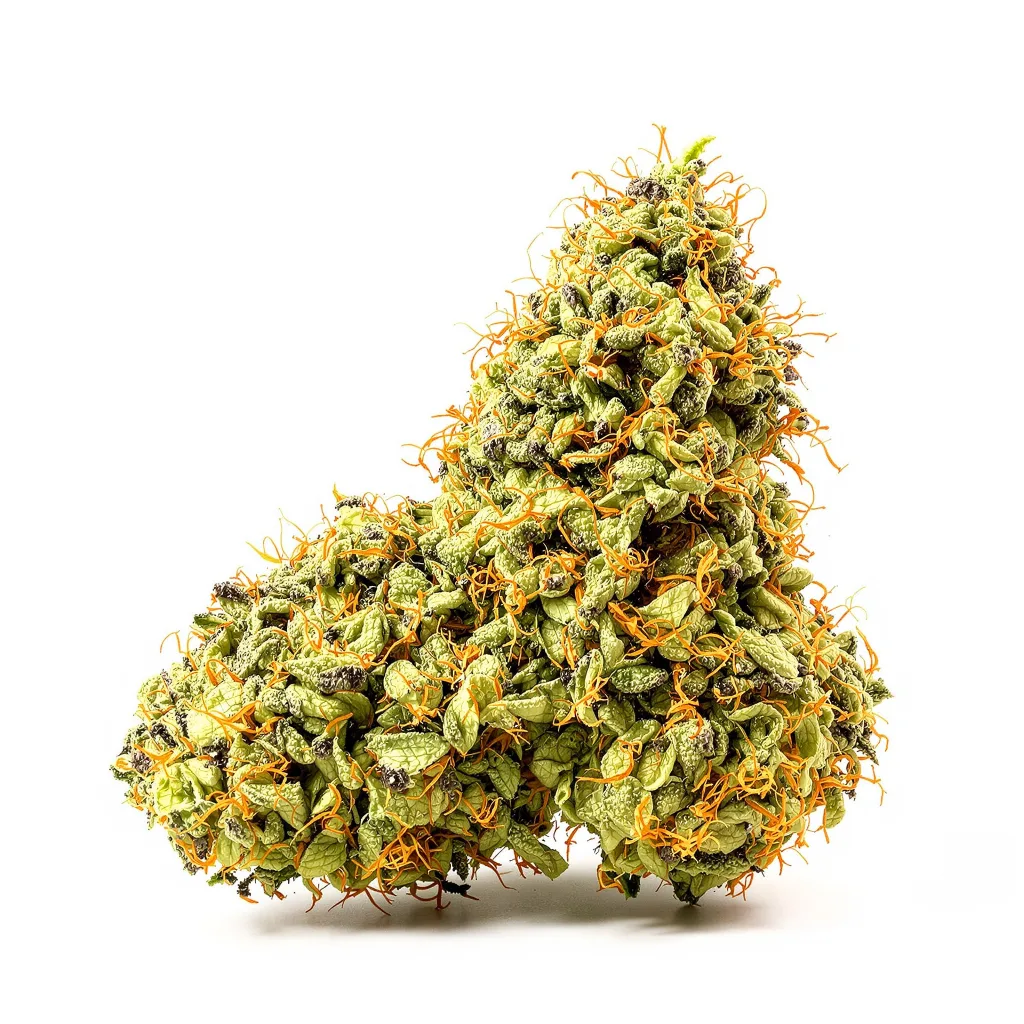 AK cannabis plant in flowering stage — 150-200 cm feminised