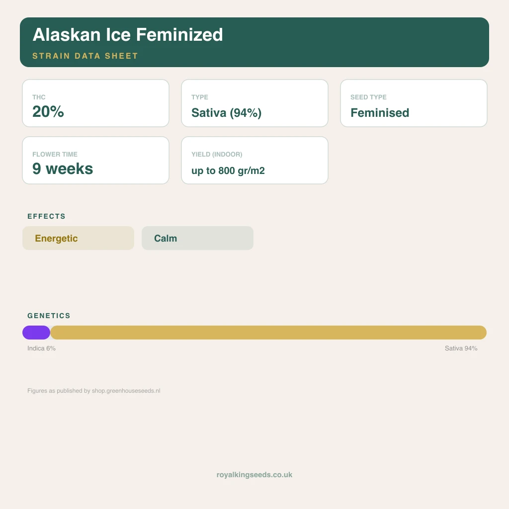 Alaskan Ice 6% indica / 94% sativa flower with visible trichomes