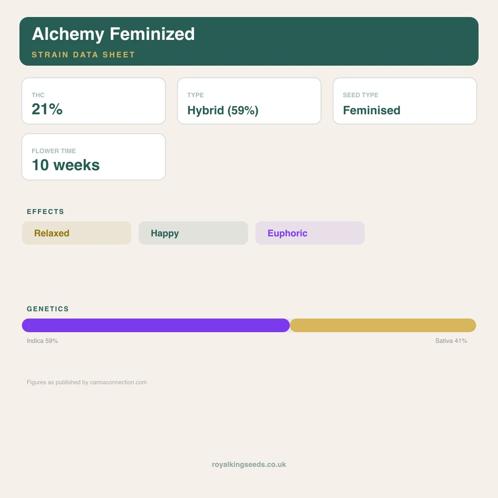 Alchemy 59% indica / 41% sativa flower with visible trichomes