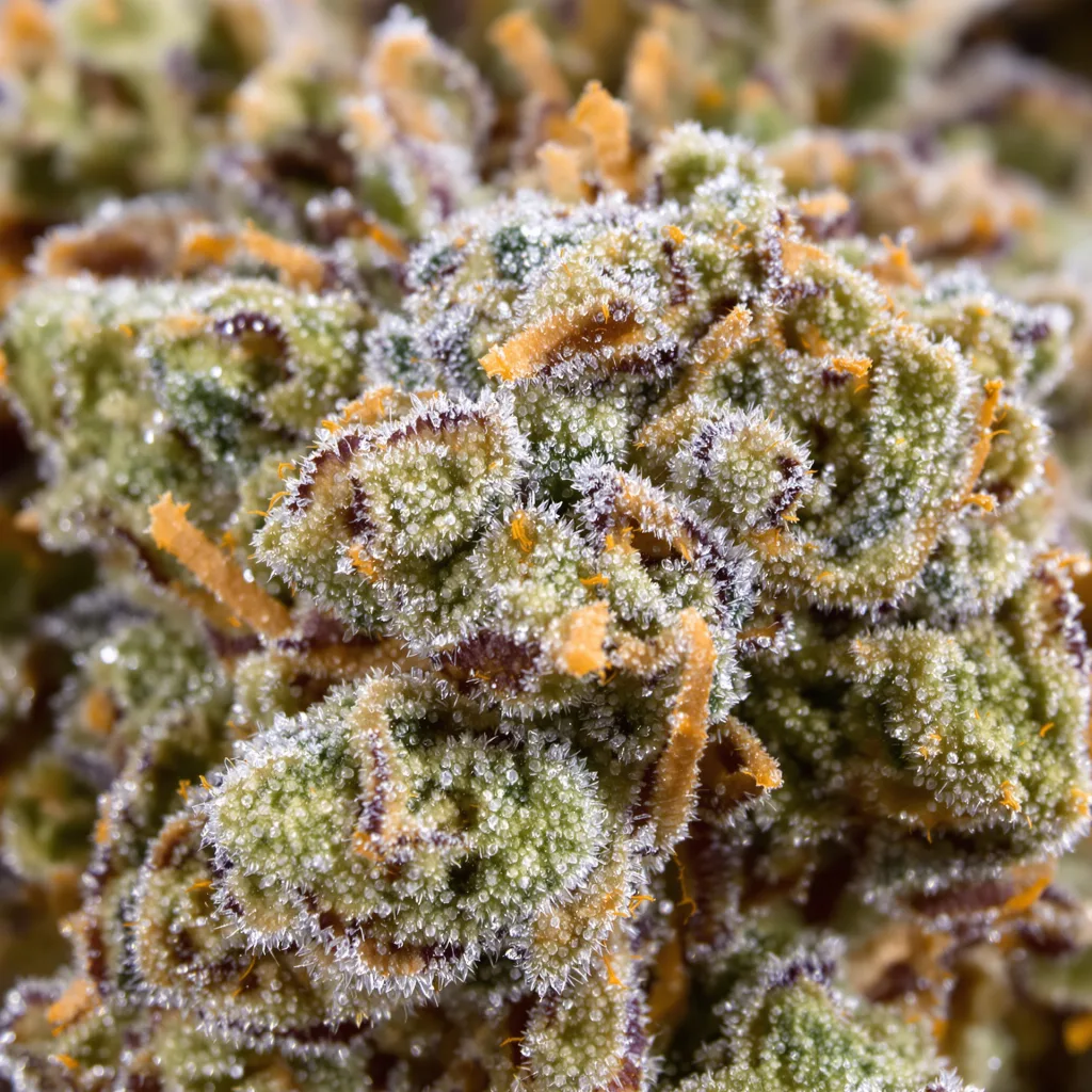 Alchemy cannabis bud close-up showing balanced bud structure with frosted trichomes