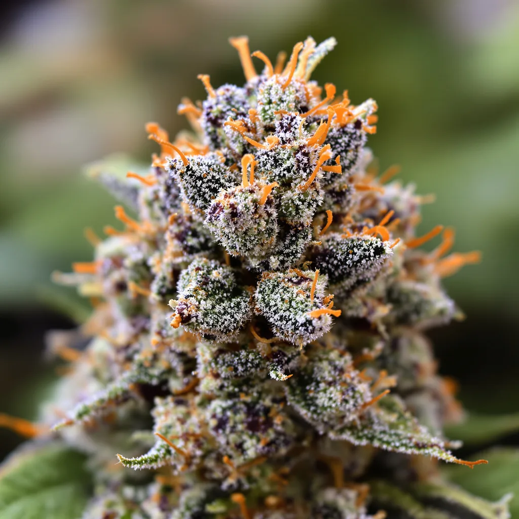 Alien Dawg cannabis bud close-up showing dense purple-tinged calyxes