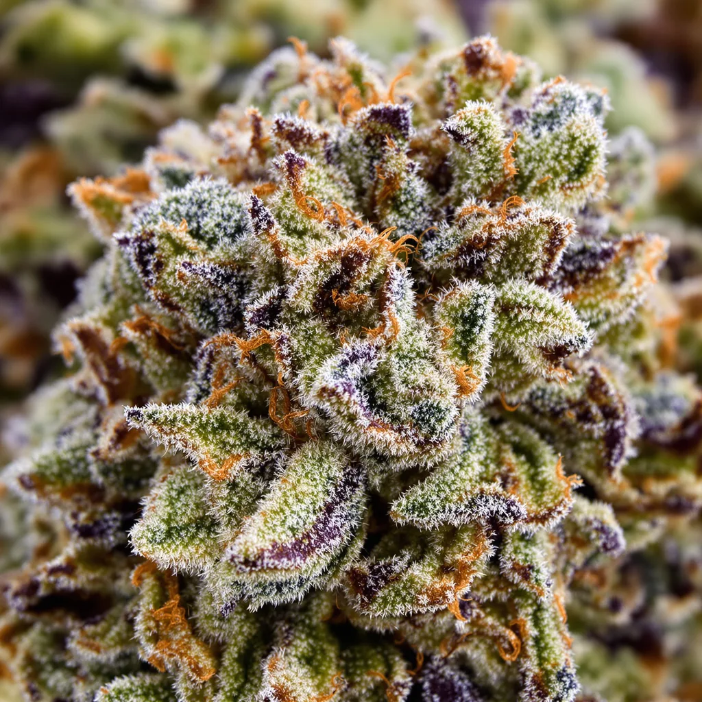 Alien Kush cannabis bud close-up showing balanced bud structure with frosted trichomes