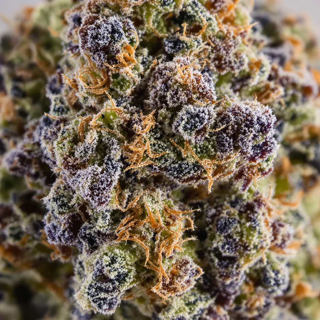 Alien Mints cannabis bud close-up showing dense purple-tinged calyxes