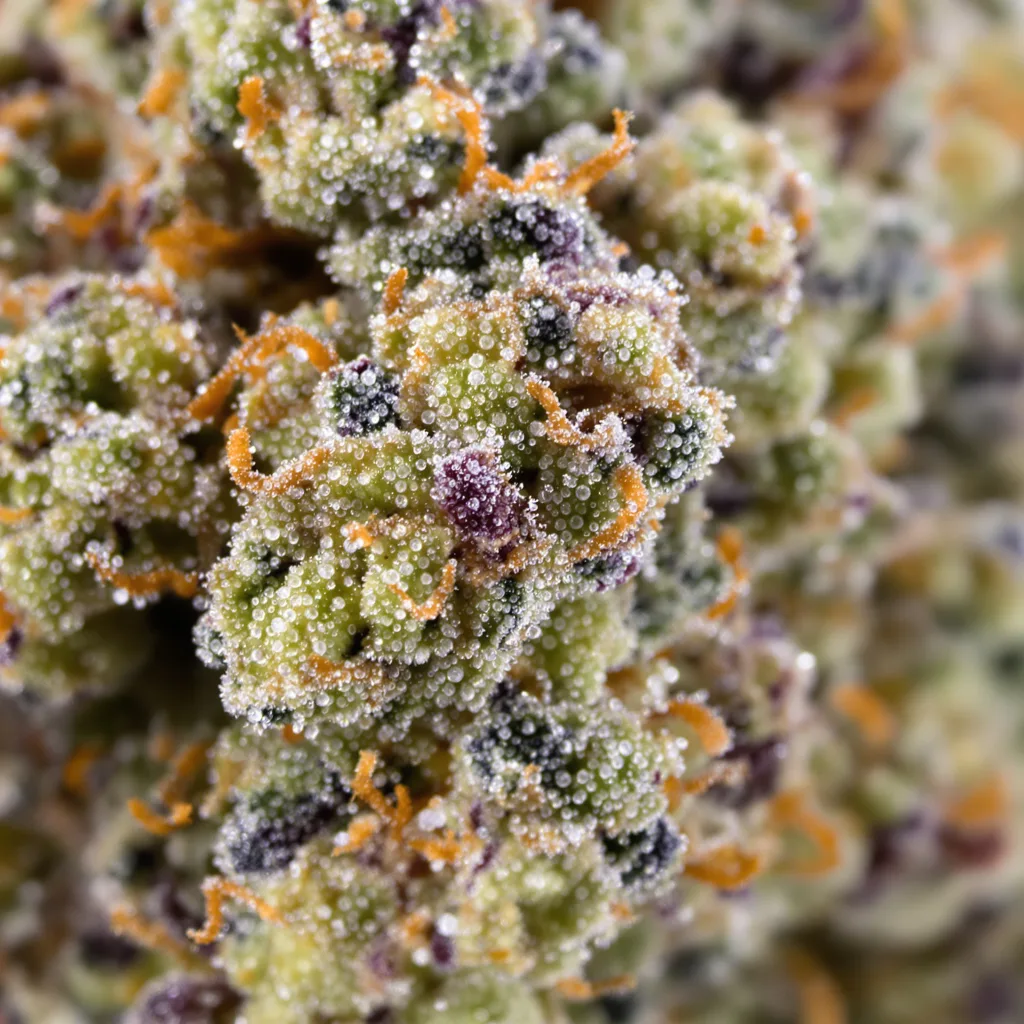 Alien OG cannabis bud close-up showing balanced bud structure with frosted trichomes