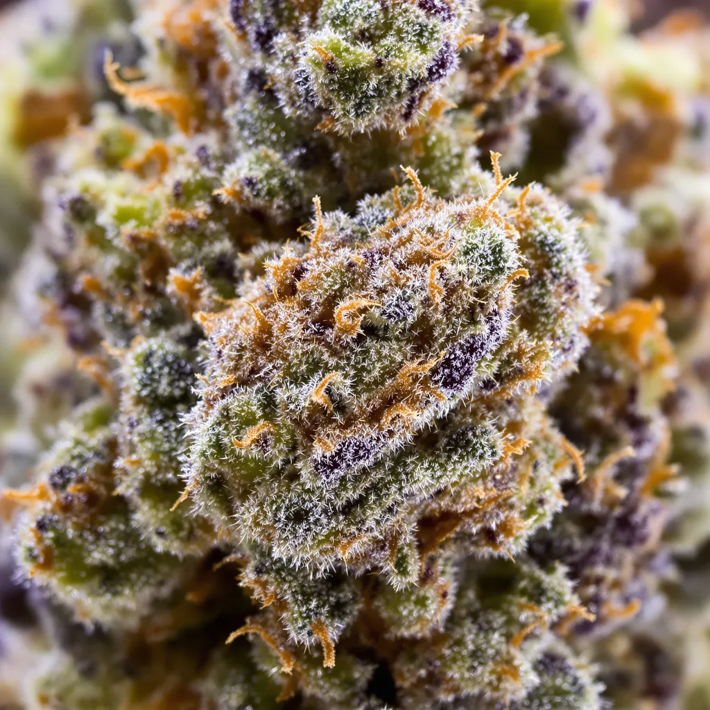 Alien Rock Candy cannabis bud close-up showing balanced bud structure with frosted trichomes