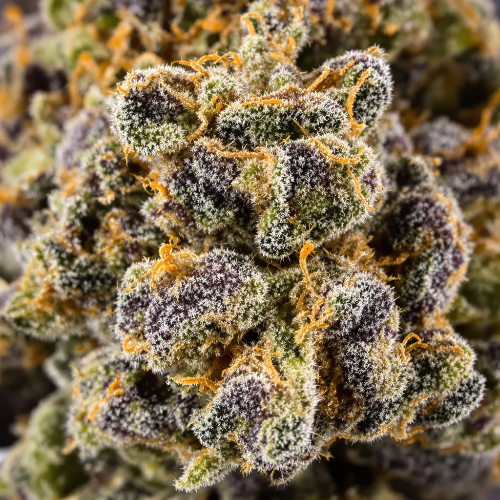 Alien Technology cannabis bud close-up showing dense purple-tinged calyxes