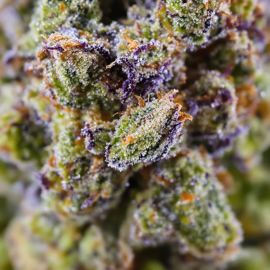 Alpine Blue cannabis bud close-up showing balanced bud structure with frosted trichomes