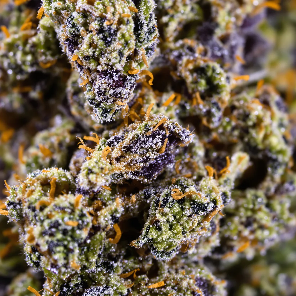 Amazonian cannabis bud close-up showing dense purple-tinged calyxes